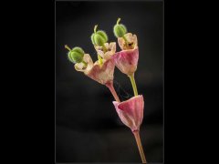 Colin Donaldson - Euphorbia Seed Pod Formation - Commended.jpg